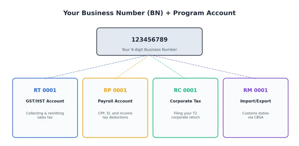 A Business Number connects to four CRA program accounts — GST/HST (RT), Payroll (RP), Corporate Tax (RC), and Import/Export (RM)
